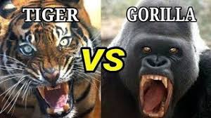Lion vs gorilla who would win. Kwita Izina 2017 Baby Gorilla Ø¯ÛŒØ¯Ø¦Ùˆ Dideo