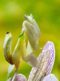 Maybe you would like to learn more about one of these? Flower Mantis Wikipedia