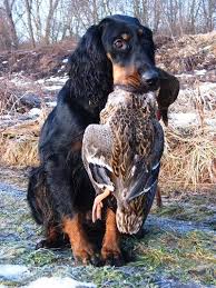 Image result for skotský setr gordonsetr