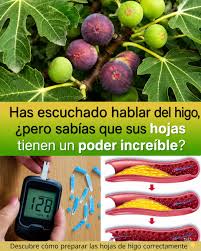 El higo es conocido, pero sus hojas tienen un poder increíble que pocos  conocen... Ver más