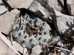 Lophophora Williamsii Sierra Mojina Psychoactive Plants Cactus Plants Magic Plants