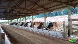 Como não errar no confinamento de gado. Sitio Asa Branca Confinamento De Gado Em Torrinha Sp A Venda 307322