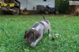 We are located 30 minutes from va. Meet Litter A Cute German Shorthaired Pointer Puppy For Sale For 600 Puppy German Shorthaired Pointer Pointer Puppies Puppies For Sale