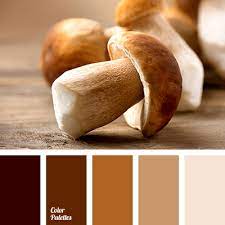 A classic shade that can bathe your home in delicate light or can highlight your home's architectural elements. Color Of Almond Color Palette Ideas