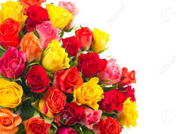 Pink is a color that is a pale tint of red and is named after a flower of the same name. Roses On White Background Bouquet Of Red Pink Yellow Orange Colored Rose Flowers Stock Photo Picture And Royalty Free Image Image 27503920