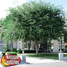 Chinese Elm True Green Backyard Trees Chinese Elm Tree Shade Trees