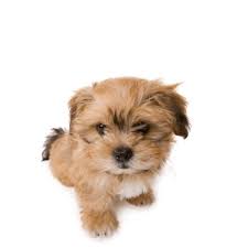 Shichon Zuchon Bichon Shih Tzu Mix Breed Profile Information