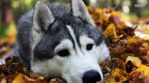 Her finder du dine lokale nyheder. Husky Wallpapers 1366x768 Laptop Desktop Backgrounds
