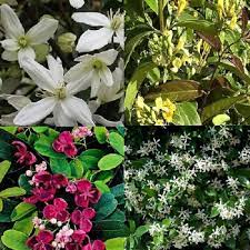 De groenblijvende clematis soorten waar u het wintergroene clematis heeft, net als de bladverliezende soorten, steun nodig om omhoog te kunnen. Klimplanten Groenblijvend 4 Seizoenen Pergola Clematisonline Blog