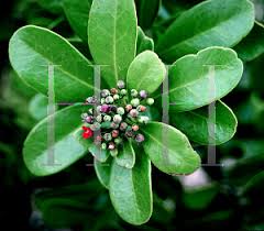 Image result for Canellaceae