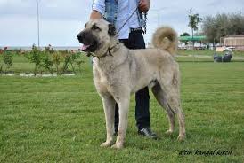 Genc Kurtbogan Kangal Kopek Galeri