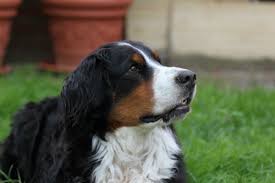 Diagnosing liver disease in dogs requires a multitude of tasks. Liver Cancer In Dogs Symptoms Diagnosis And Treatment Savory Prime Pet Treats