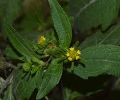 Image result for Sigesbeckia