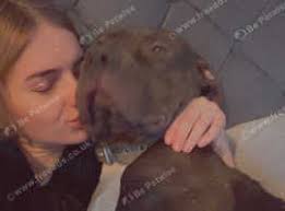 American Bully Puppies and Dogs for sale in Armagh