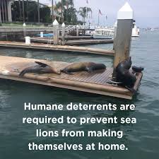 Depending on where or how a slip, trip or fall occurs while transiting to or from a vessel, the potential liabilities can be subject to different legal standards. Sea Lions City Of Newport Beach