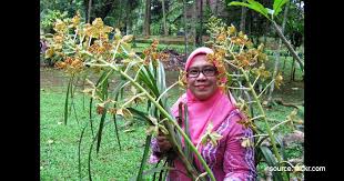 Bunga langka wijaya kusuma di indonesia, bunga ini sering disebut bunga soka jawa dan dijadikan tanaman hias bunga untuk. Daftar Bunga Langka Dan Dilindungi Di Indonesia Hampir Terancam Punah