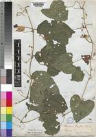 Image result for Momordica foetida