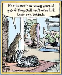 Cats › caturday memes & gifs. Funny Caturday Cat Meme Post Album On Imgur