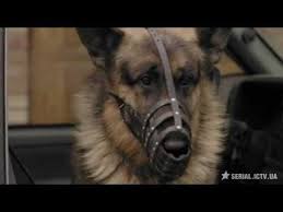 смотреть фильм пес 4 сезон все серии в ютубе Serial Pyos 1 Sezon Youtube Animals Dogs
