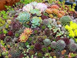 Check spelling or type a new query. 5 Conseils Pour Entretenir Ses Plantes Grasses Le Coin Potager
