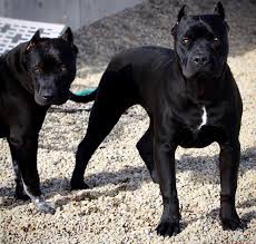 6lacksoul Crashyourcrew Pitbull Terrier Dogs Corso Dog
