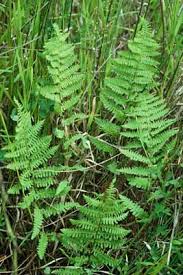 Image result for Thelypteris