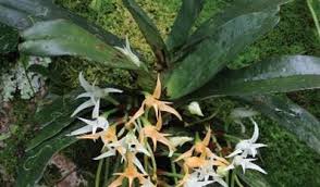 Image result for Summerhayesia