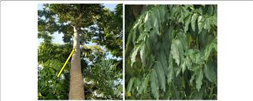 Image result for Khaya grandifoliola