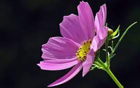 Cosmos Flower Meaning And Symbolism