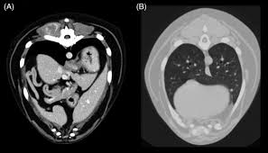 Types of lung carcinoma in dogs. Prevalence Distribution And Clinical Characteristics Of Hemangiosarcoma Associated Skeletal Muscle Metastases In 61 Dogs A Whole Body Computed Tomographic Study Carloni 2019 Journal Of Veterinary Internal Medicine Wiley Online Library