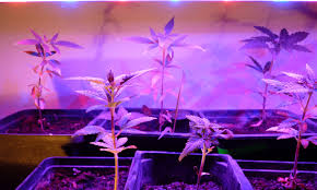 Winner of best led grow light by high times magazine in 2016 and 2017. Top 7 Best 300 Watt Led Grow Light For Growing Cannabis Reviews 2021