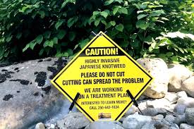 Glyphosate weedkiller, like roundup, can help you get rid of japanese knotweed. Japanese Knotweed Has Come To Sooke And That S A Problem Saanich News