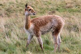 Después de negar una crisis familiar, maría eugenia la china. Vicuna In Patagonia In Southern Chile The Vicuna Is A Wild Relative Of The Llama Inhabiting