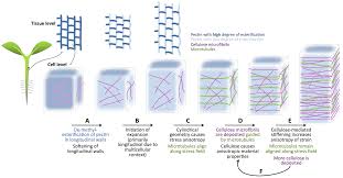 A cell wall is a structural layer surrounding some types of cells, just outside the cell membrane. Https Academic Oup Com Jxb Article Pdf 67 2 449 9366354 Erv535 Pdf