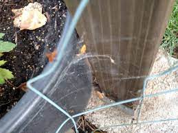 Have comments or questions on the best natural way to keep spiders out of patio storage boxes? Cobwebs In My Garden 351722 Ask Extension