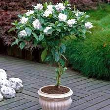 Harga murah di lapak abyan flora. Tanaman Hias Bunga Kaca Piring Tanaman Indoor Bunga Kaca Piring Lazada Indonesia