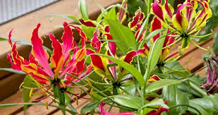 Image result for Gloriosa sessiliflora