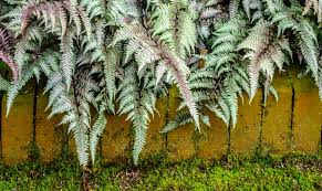 Image result for Athyrium newtonii