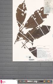 Image result for Maesobotrya floribunda