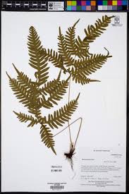 Image result for Pteris linearis