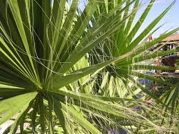 Image result for Wiesneria filifolia