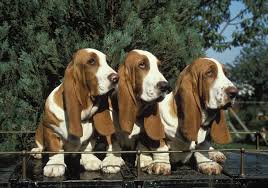 Image result for basset hound