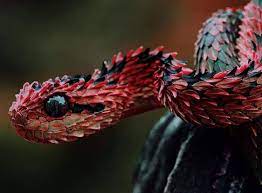 The Autumn Adder Venomous Animals Cute Reptiles Snake