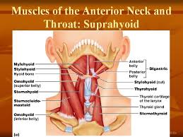 Anatomy of the anterior and lateral neck. Muscles Of The Anterior Neck And Throat Suprahyoid