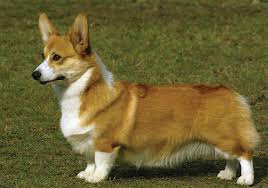 Find corgi in dogs & puppies for rehoming | 🐶 find dogs and puppies locally for sale or adoption in canada : Welsh Corgi Pembroke Breeds