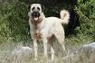 Anatolian Shepherd & Kangal Dog