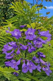 Image result for Jacaranda mimosifolia