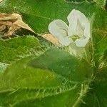 Image result for Asystasia mysorensis