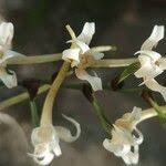 Image result for Cyrtorchis monteiroae