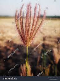 Image result for Chloris